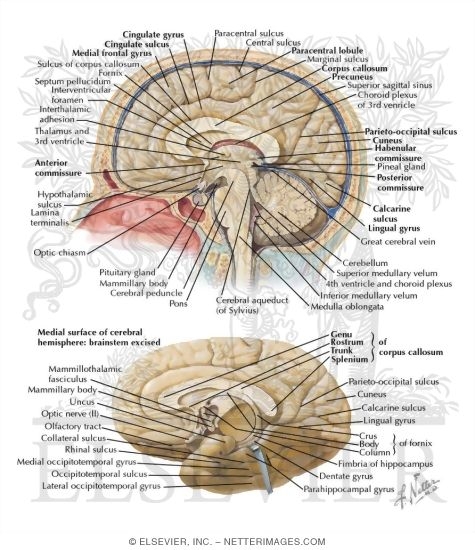 Medial Surface of Brain
Cerebrum: Medial Views
Surfaces of Cerebrum