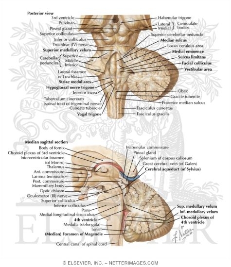 Fourth Ventricle and Cerebellum