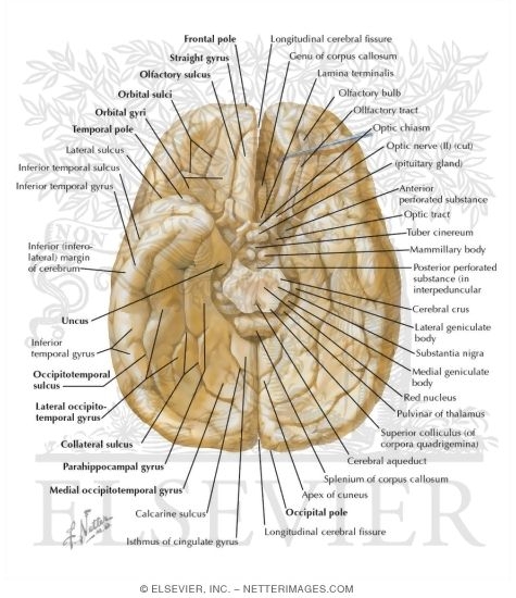 Cerebrum Inferior View Inferior Surface Of Brain