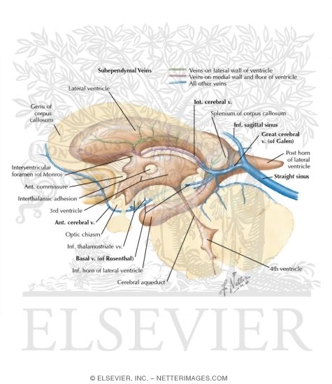 Subependymal Veins of Brain
