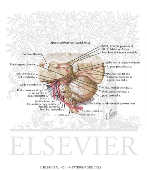 Watermarked preview of labeled image: Arteries of Posterior Cranial Fossa