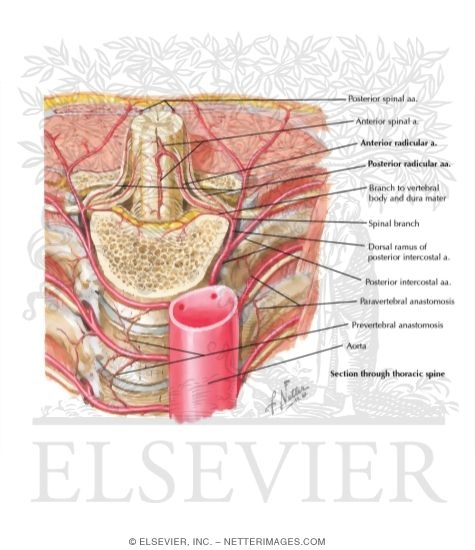 Watermarked preview of labeled image: Blood Supply to the Spine and Cord: Arteries of the Spine