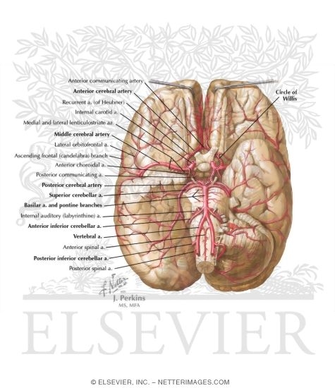Brain Arterial Supply