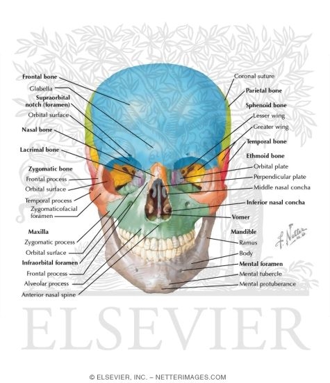 Skull: Anterior View