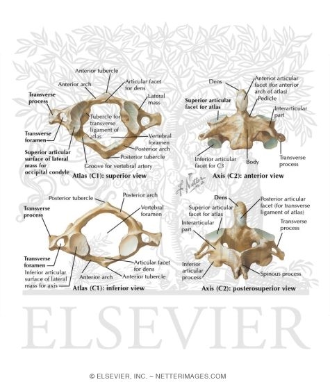 Cervical Vertebrae: Atlas and Axis