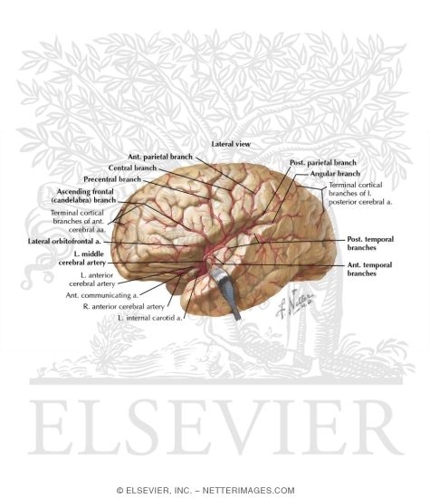 Lateral Surface of Brain