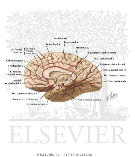 Arterial Supply of Brain: Medial View