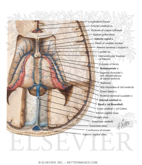 Deep Cerebral Veins - Dissection: Superior View