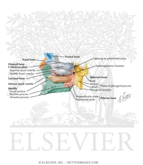 Bones of the Skull: Inferior Nasal Concha