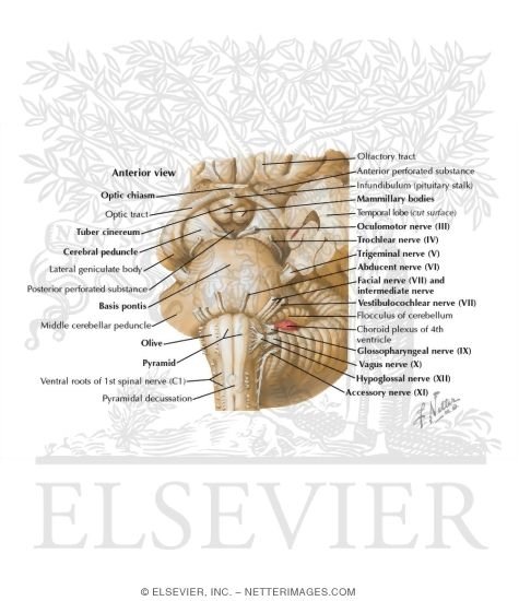 Watermarked preview of labeled image: Brainstem