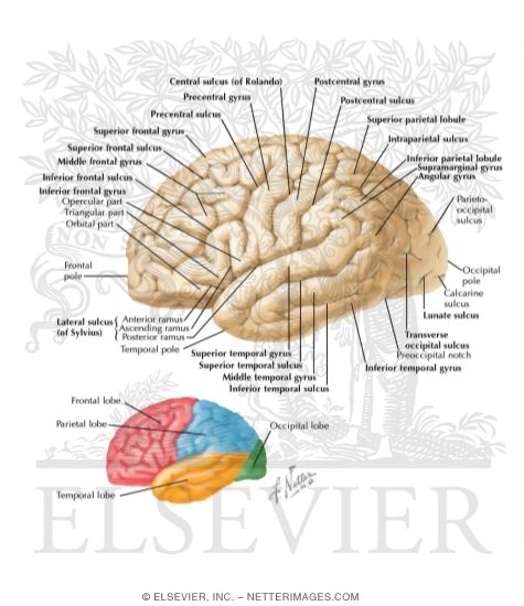 Lateral Surface of the Brain