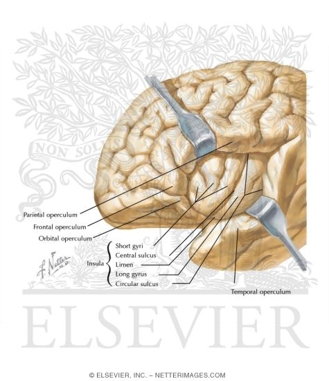 Insula (Insular Cortex)
