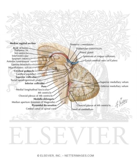 Watermarked preview of labeled image: Brainstem: Medial View