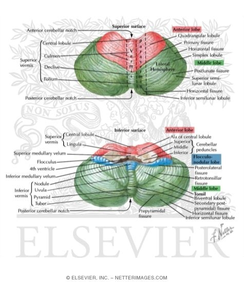 Watermarked preview of labeled image: Cerebellum, Superior and Inferior Surfaces