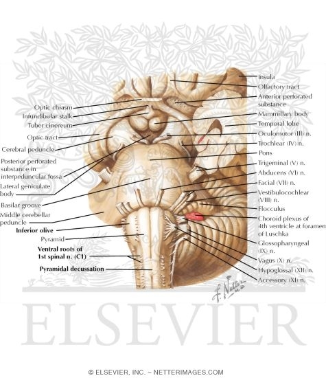 Watermarked preview of labeled image: Brainstem