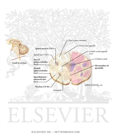 Medulla - Level of Dorsal Column Nuclei