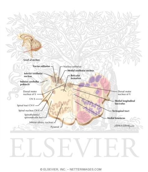 Watermarked preview of labeled image: Medulla - Level of CN X and the Vestibular Nuclei