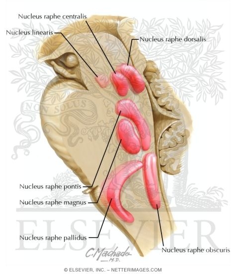 Raphe Nuclei
