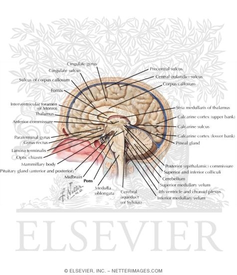 Medial Surface of the Brain: Brodmann Areas