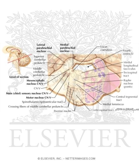 Pons-Midbrain Junction - Level of CN IV and Locus Coeruleus
