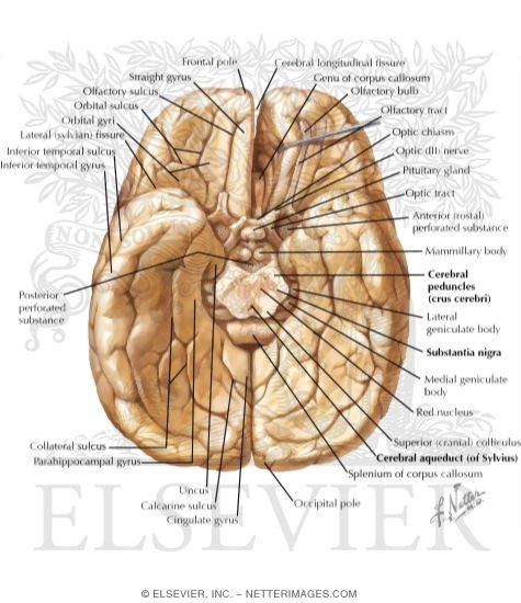 Cerebrum: Inferior View
Inferior Surface of Brain