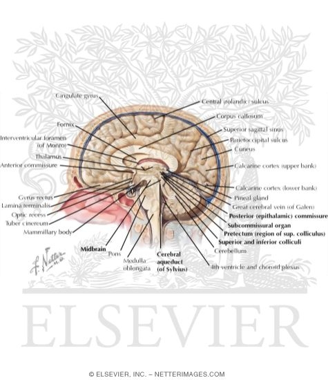 Medial Surface of the Brain: Brodmann Areas