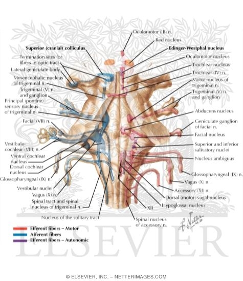 Cranial Nerve Nuclei In Brainstem: Schema