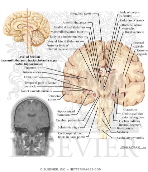 Coronal Sections Through the Forebrain: Mammillothalamic Tract/Substantia Nigra, Rostral Hippocampus