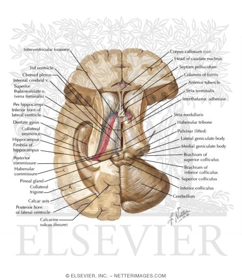 Watermarked preview of labeled image: Thalamic Anatomy