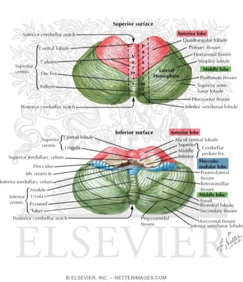 Watermarked preview of labeled image: Cerebellum, Superior and Inferior Surfaces