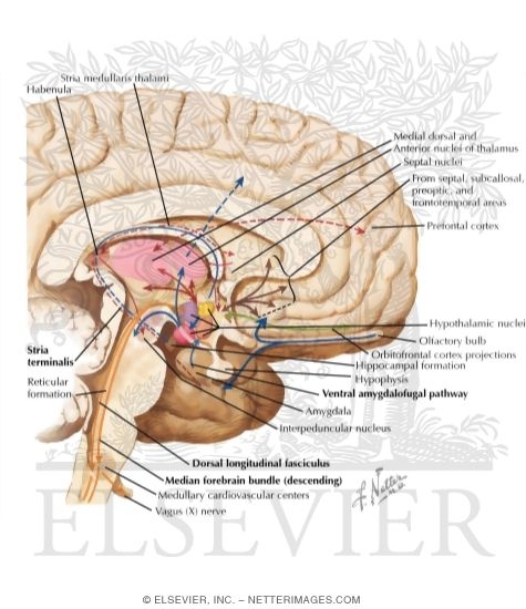 Watermarked preview of labeled image: Afferent and Efferent Pathways Associated with the Hypothalamus