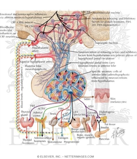 Control of Secretions of the Adenohypophysis