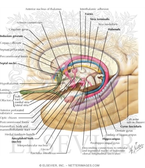 Major Limbic Forebrain Structures