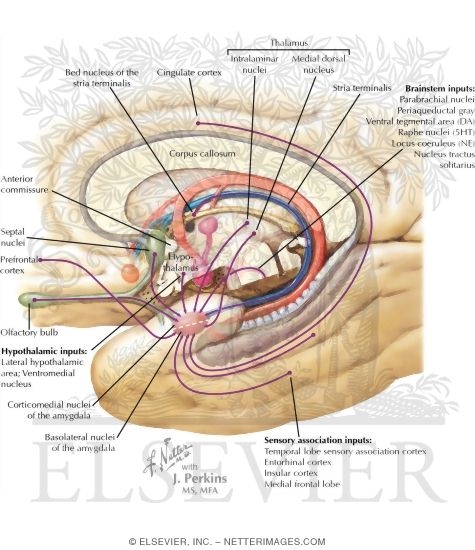 Major Afferent and Efferent Connections of the Hippocampal Formation
Major Afferent Connections of the Amygdala
Major Efferent Connections of the Amygdala
