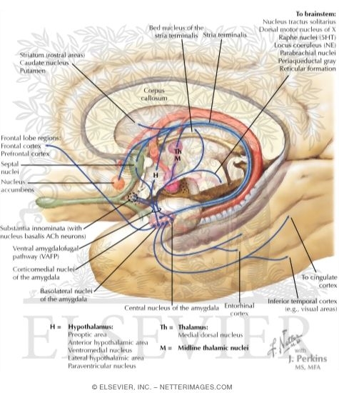 Major Afferent and Efferent Connections of the Hippocampal Formation
Major Afferent Connections of the Amygdala
Major Efferent Connections of the Amygdala