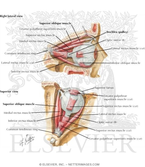 Watermarked preview of labeled image: Extrinsic Eye Muscles