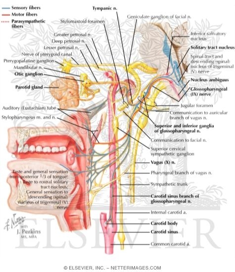Glossopharyngeal Nerve (IX) and Otic Ganglion