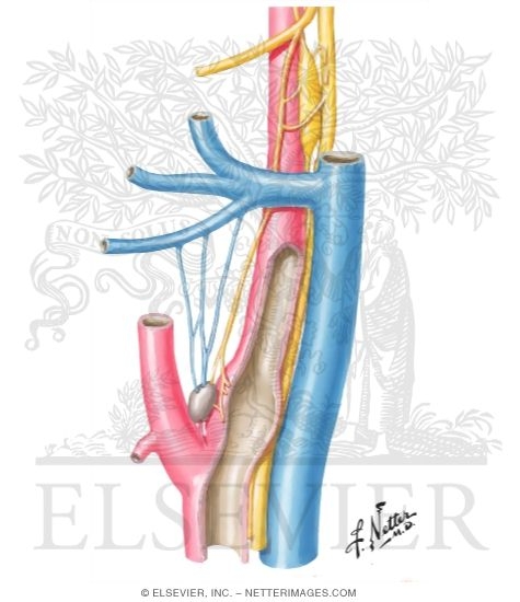 Glossopharyngeal Nerve (CN-IX): Visceral Sensory