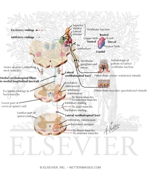 Watermarked preview of labeled image: Vestibulospinal Tracts