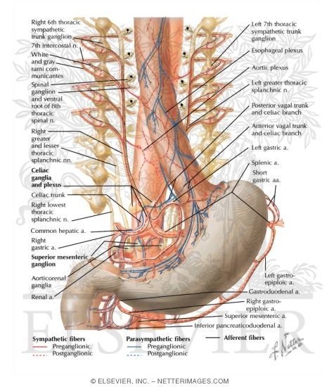 Watermarked preview of labeled image: Innveration of Stomach and Duodenum: Schema