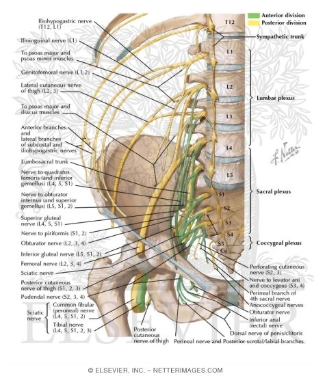 Watermarked preview of labeled image: Division of the Lumbosacral Plexus