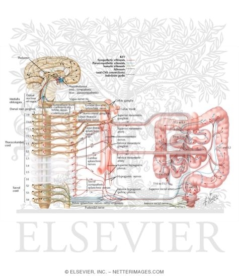 Watermarked preview of labeled image: Autonomic Innervation
Innervation of Small and Large Intestines: Schema
Nerve Supply of Small and Large Intestines