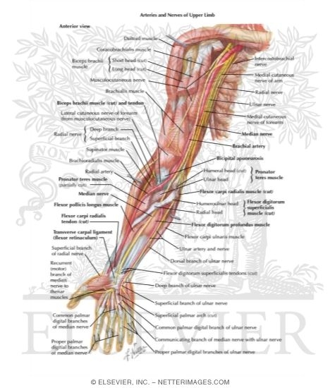 Blood Supply of Forearm