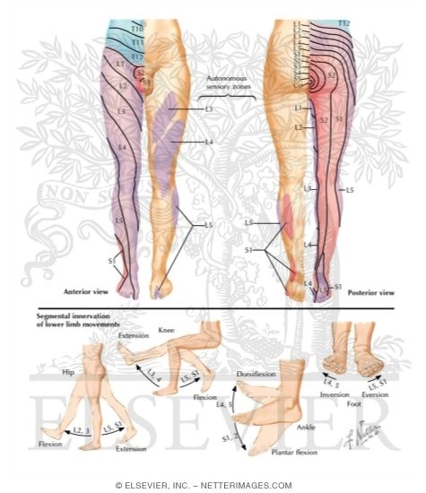 Watermarked preview of labeled image: Segmental Sensory Innervation (Dermatomes) of Lower Limb
Dermatomes of Lower Limb