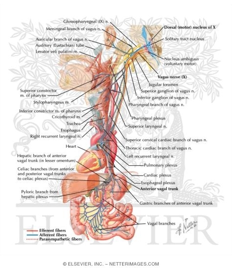 Vagus Nerve (X): Schema