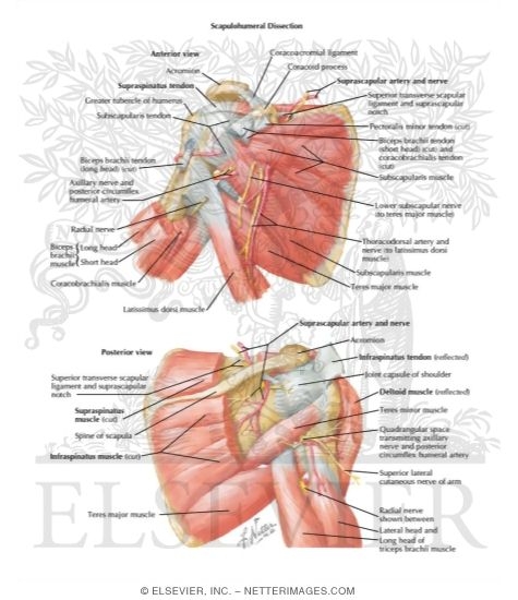 Watermarked preview of labeled image: Scapulohumeral Dissection Scapulohumeral Region