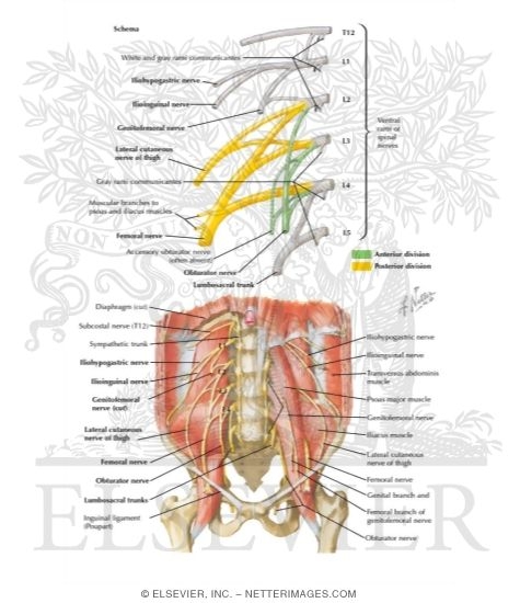 Lumbar Plexus
Nerves: Lumbar Plexus