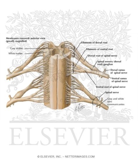 Watermarked preview of labeled image: Spinal Cord: Nerves