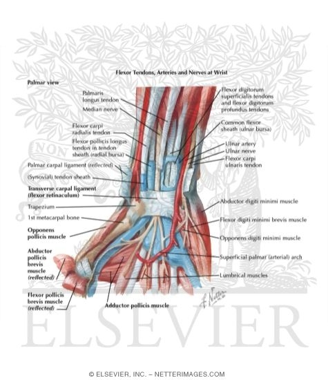 Watermarked preview of labeled image: Flexor Tendons, Arteries, and Nerves At Wrist