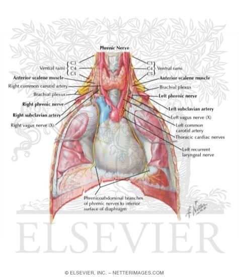 Watermarked preview of labeled image: Thoracic Outlet